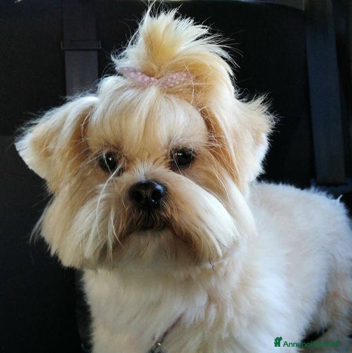 Immagine della galleria {{count}}