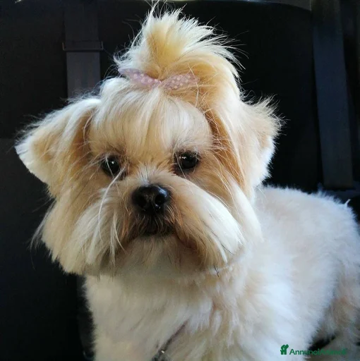 Immagine della galleria {{count}}