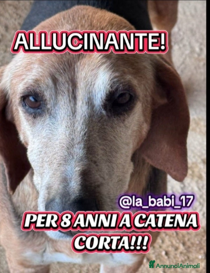Segugio cani Segugio x 8anni a catena stretta.PUGLIA SOS CASA - Annuncio 16