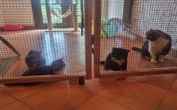 Exotic Shorthair gatti in vendita: In cerca di amore a Provincia di Pisa - Immagine 4