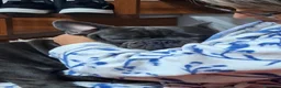 Bulldog Francese cani in vendita: Oliver a Città Metropolitana di Bologna - Annuncio 2