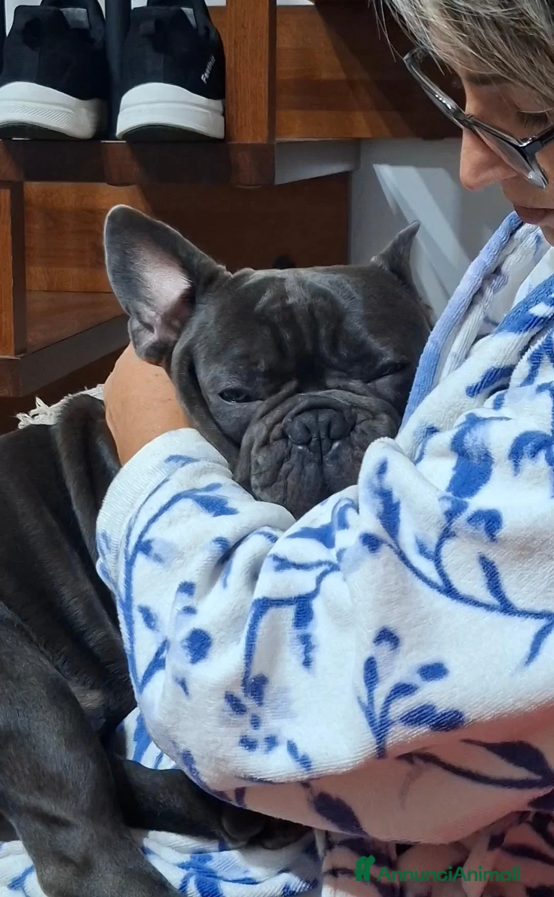 Bulldog Francese cani in vendita: Oliver a Città Metropolitana di Bologna - Annuncio 2