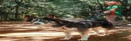 Border Collie cani in regalo: Mila, splendida Border Collie - Annuncio 7