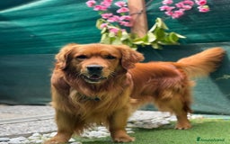 Golden Retriever cani in vendita: Cuccioli golden retriever linea inglese  a Città Metropolitana di Torino - Immagine 9