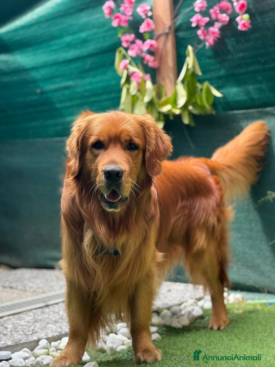 Golden Retriever cani in vendita: Cuccioli golden retriever linea inglese  a Città Metropolitana di Torino - Immagine 9