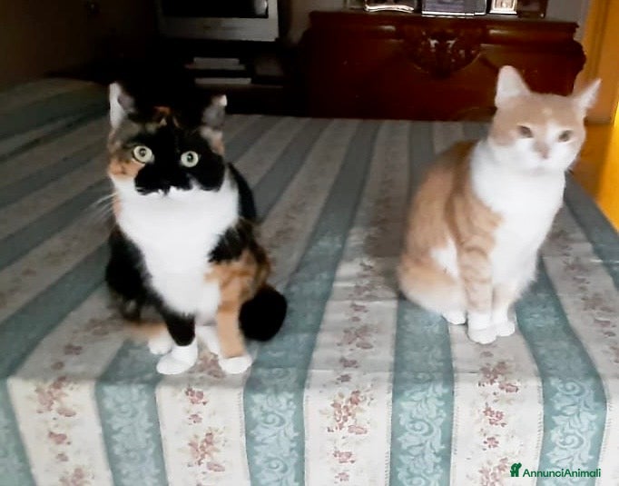 Europeo gatti Gattine 2 anni sterilizzate e testate - Annuncio 23