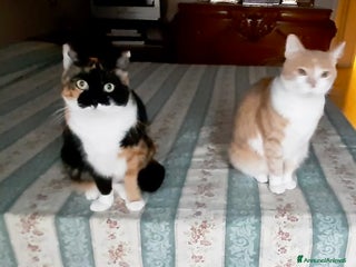 Europeo gatti Gattine 2 anni sterilizzate e testate - Annuncio 4