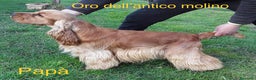Cocker cani in vendita: Cucciola Femmina Cocker Spanile Inglese  - Annuncio 4