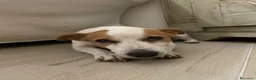 Jack Russell cani in regalo: NIKA - JACK RUSSELL a Città metropolitana di Roma Capitale - Annuncio 2