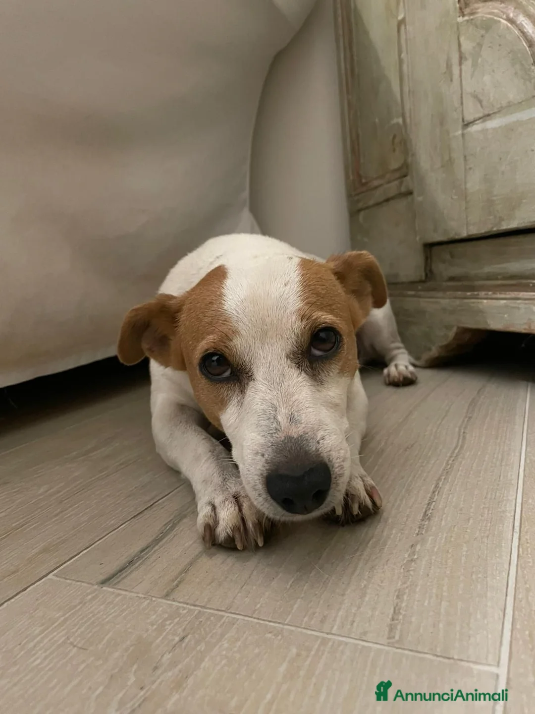 Jack Russell cani in regalo: NIKA - JACK RUSSELL a Città metropolitana di Roma Capitale - Annuncio 2