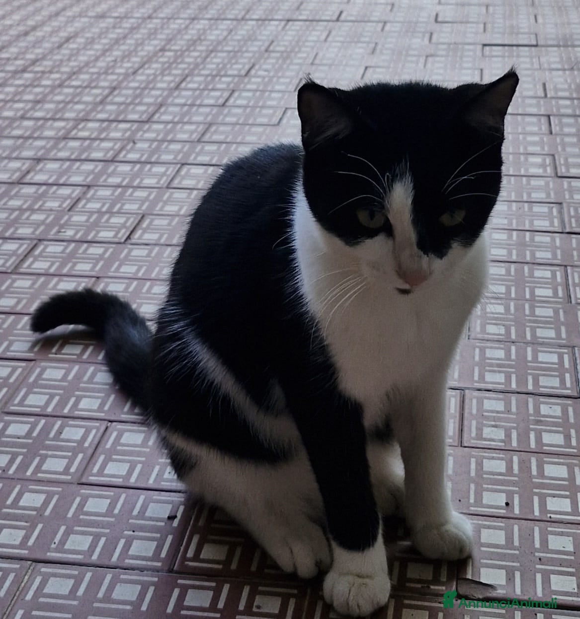 Europeo gatti Micina nera/bianca 5mesi SOS VOGHERA - Annuncio 15