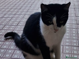 Europeo gatti Micina nera/bianca 5mesi SOS VOGHERA - Annuncio 15