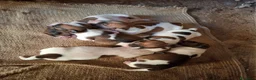 Jack Russell cani in vendita: Jack Russel a Libero consorzio comunale di Siracusa - Annuncio 2