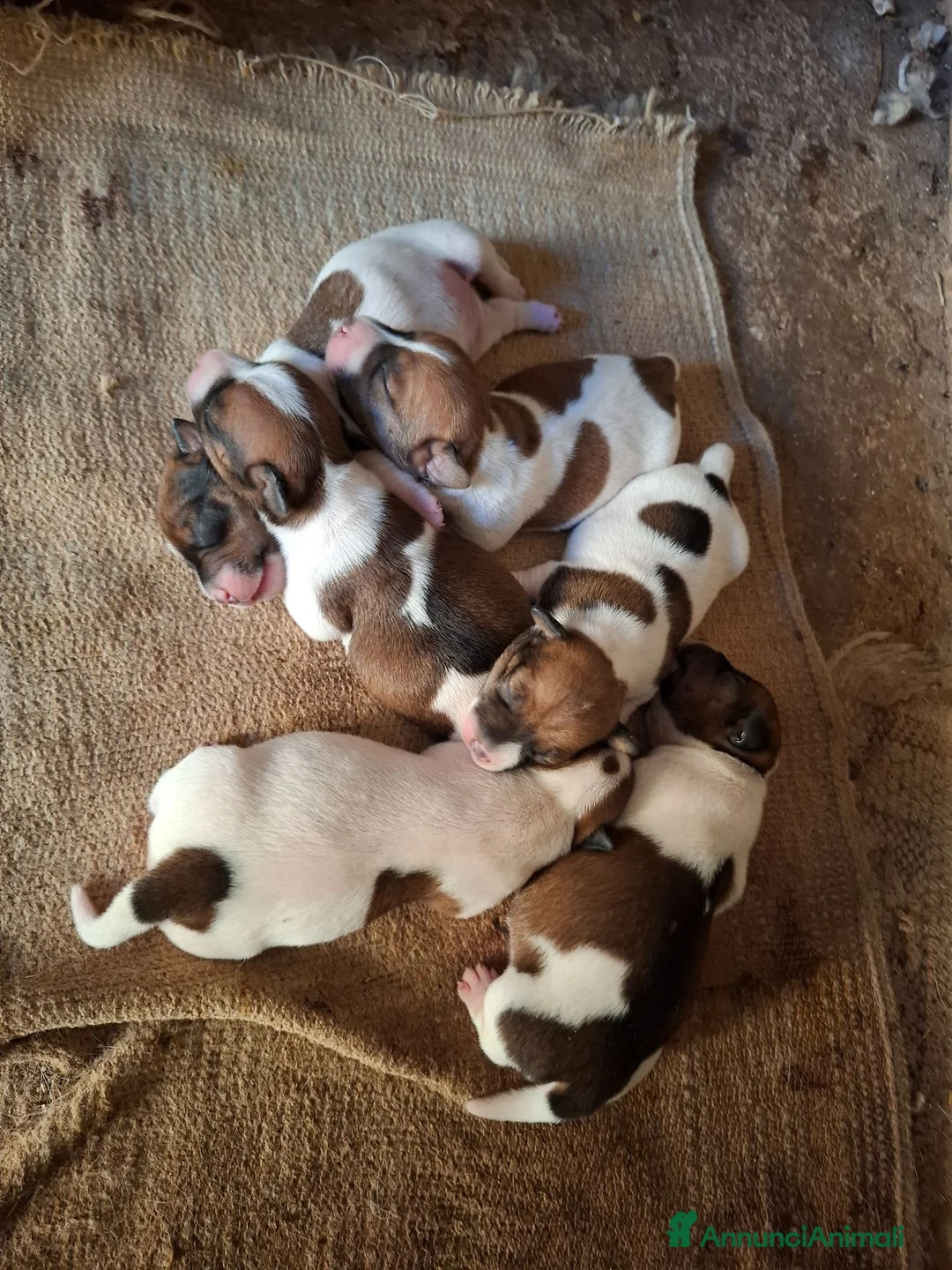 Jack Russell cani in vendita: Jack Russel a Libero consorzio comunale di Siracusa - Annuncio 2