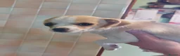 Chihuahua cani in vendita: Cucciola chihuahua femmina con pedigree  - Annuncio 4