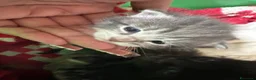 Meticcio gatti in vendita: Gattino - Annuncio 14