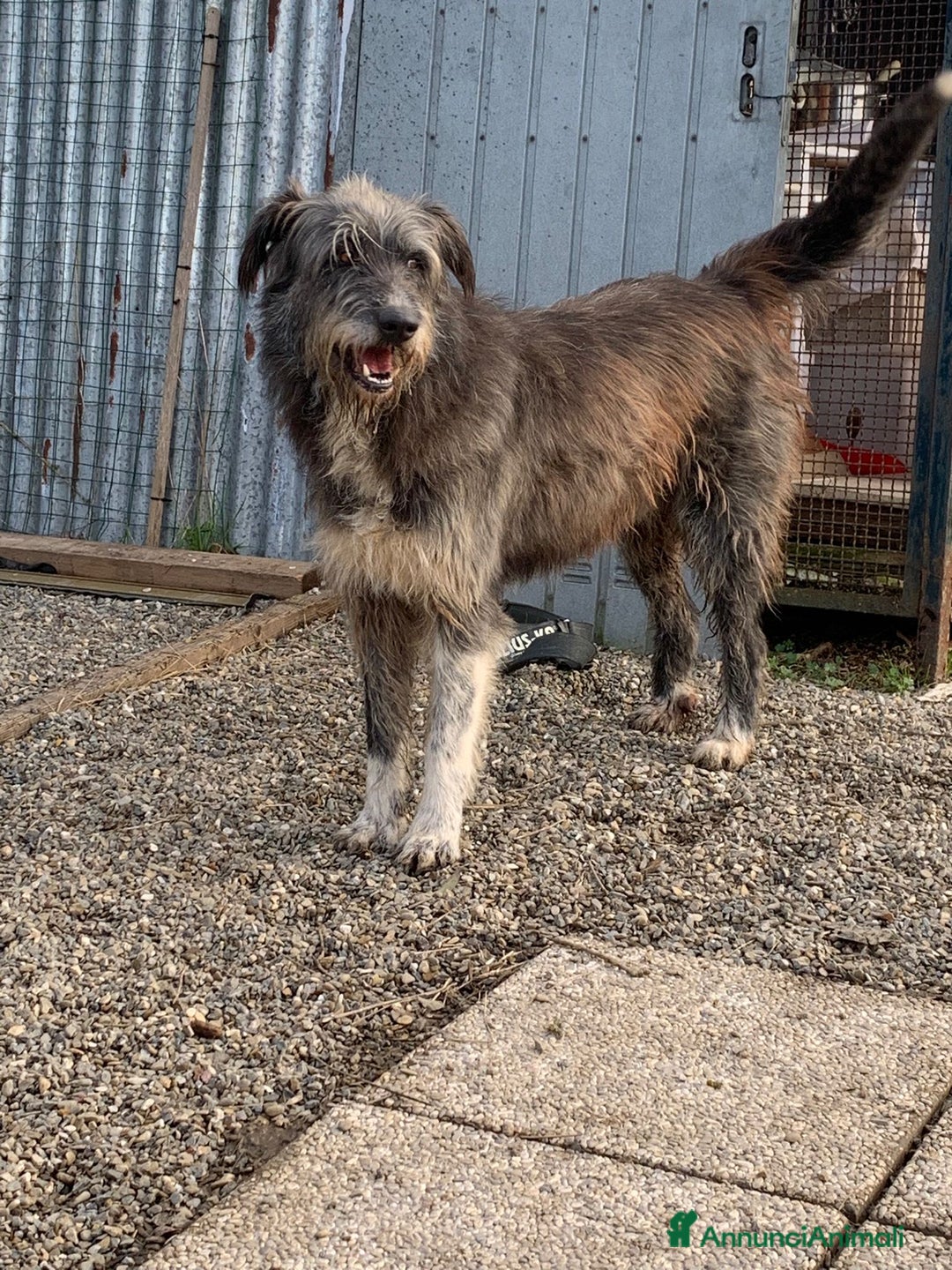 Meticcio cani in regalo: Benji un gigante affettuosissimo a Città Metropolitana di Milano - Annuncio 16