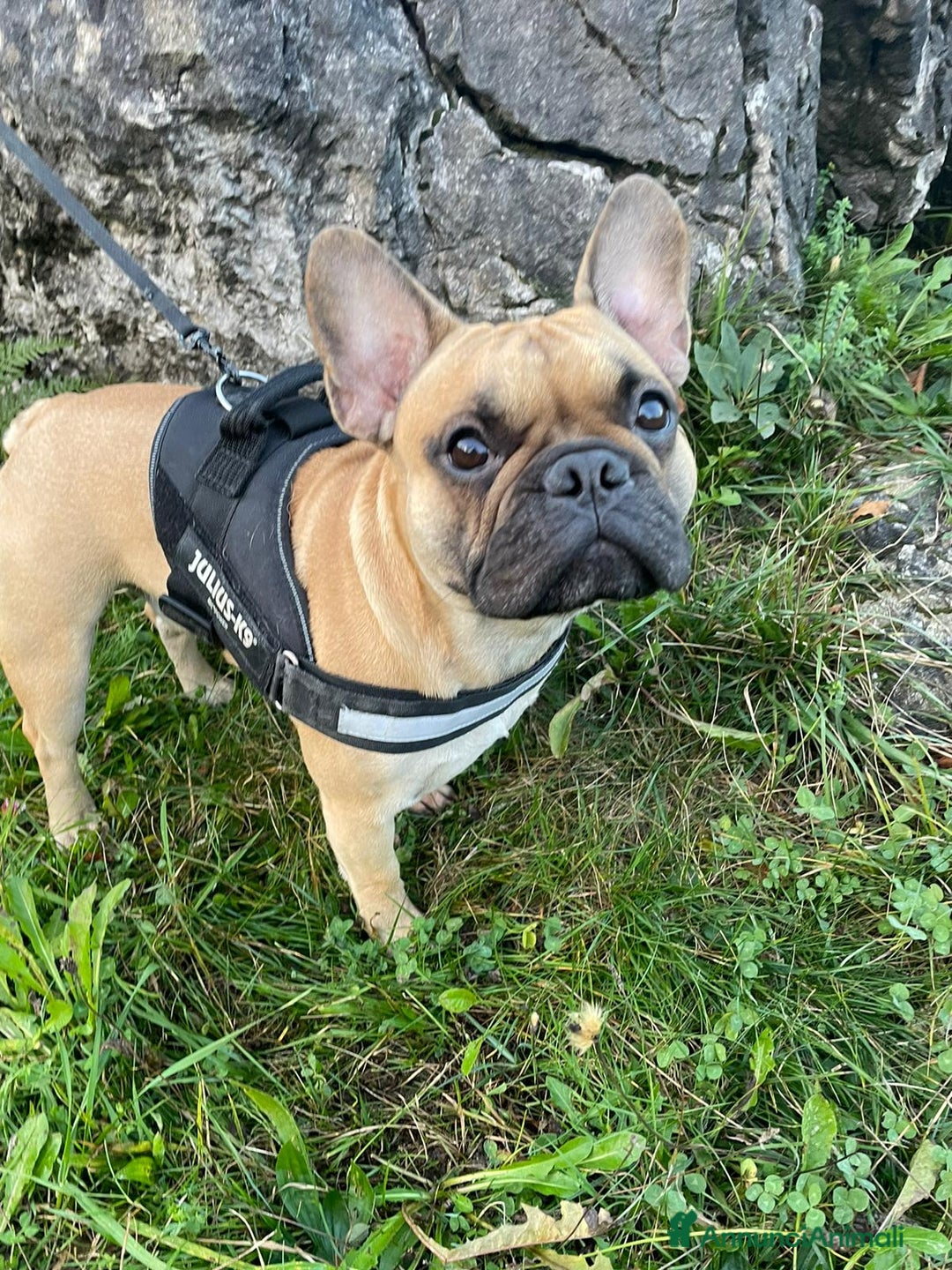 Bulldog Francese cani in vendita: cucciolo bulldog francese - Annuncio 4