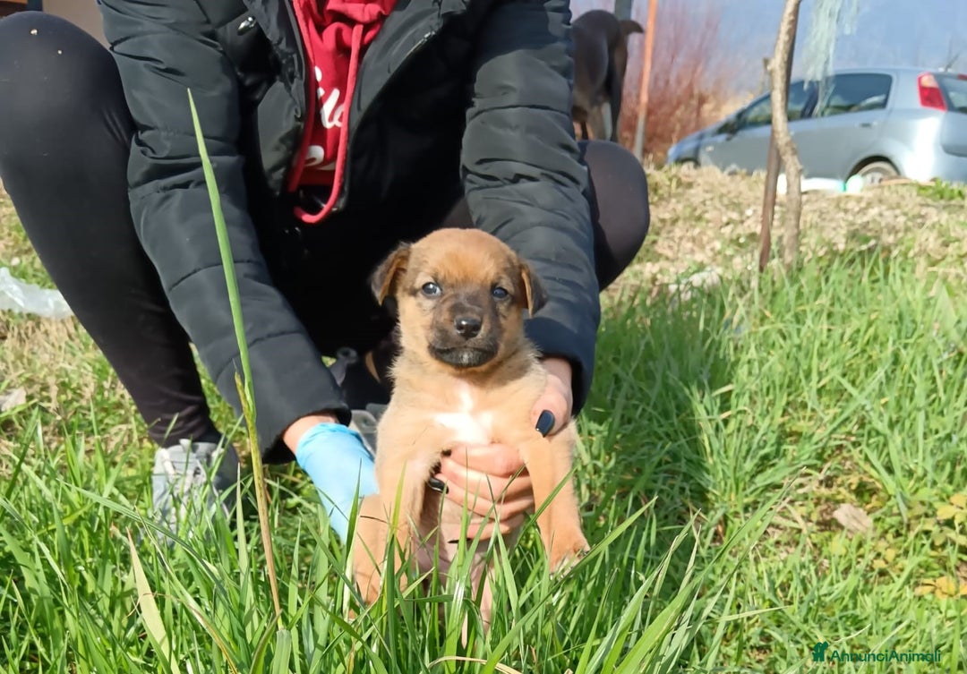 Meticcio cani in regalo: 7 dolcissimi cuccioli di 2 mesi taglia mediopiccol - Annuncio 4