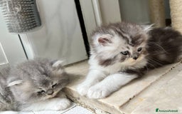 Persiano gatti in vendita: Gattini persiano bicolore a Città metropolitana di Messina - Immagine 10