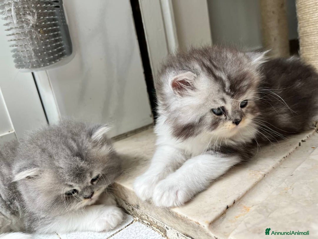 Persiano gatti in vendita: Gattini persiano bicolore a Città metropolitana di Messina - Immagine 10