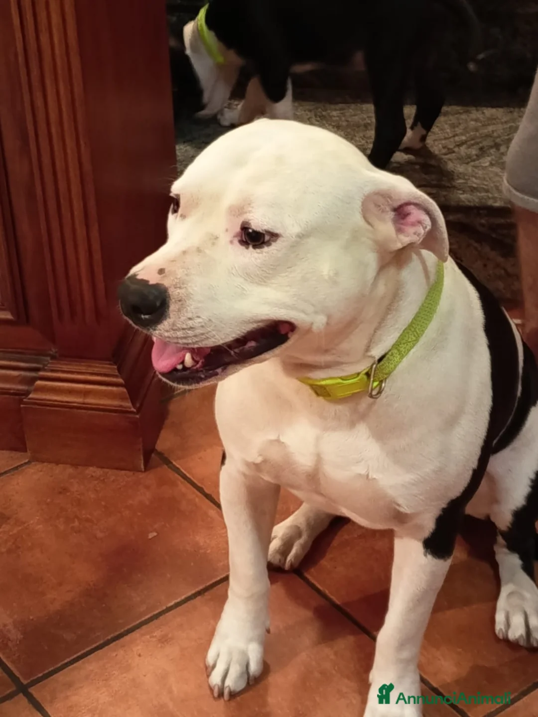 Pitbull cani in vendita: Pitbull a Provincia di Novara - Annuncio 24