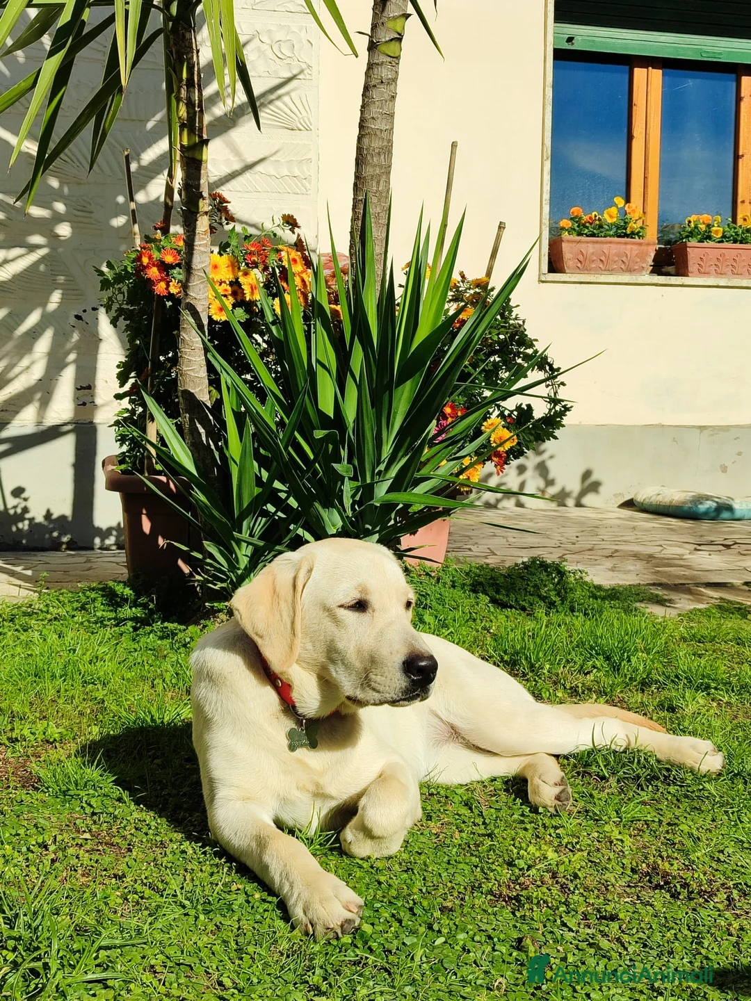 Labrador cani in vendita: Cucciola labrador 10 mesi - Annuncio 1