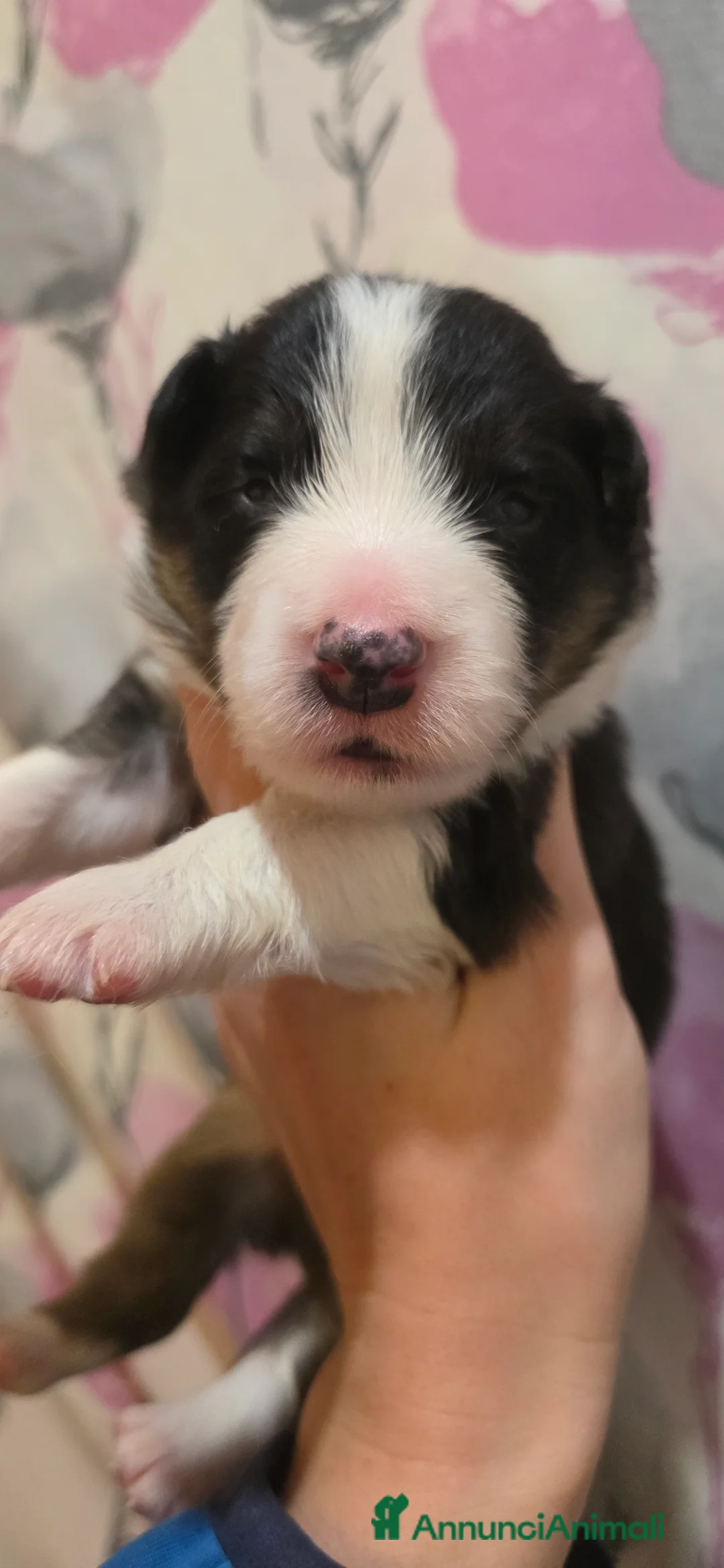 Border Collie cani in vendita: Border collie A  a Provincia di Alessandria - Annuncio 6