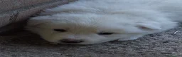 Pastore Abbruzzese Maremmano cani in vendita: Cuccioli di pastore maremmano - Annuncio 9