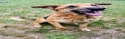 Meticcio cani in regalo: Adozione del cuore King 8 anni - Annuncio 4
