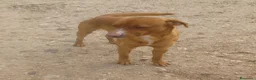 Meticcio cani in regalo: SOS CORFU' - Annuncio 3