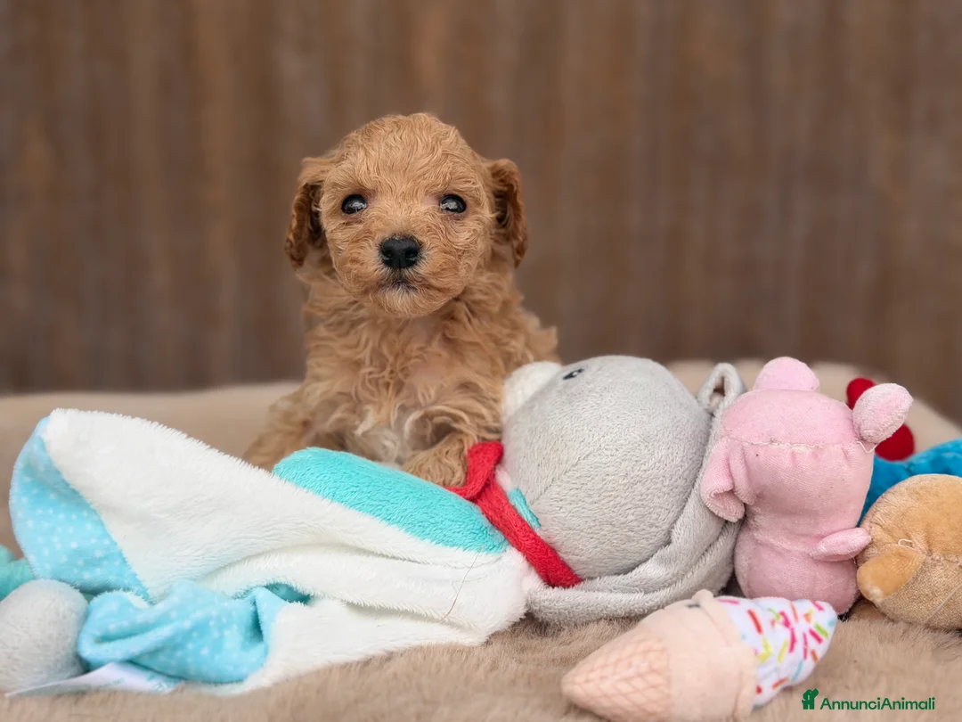 Barboncino cani in vendita: Cuccioli barboncino  - Annuncio 2