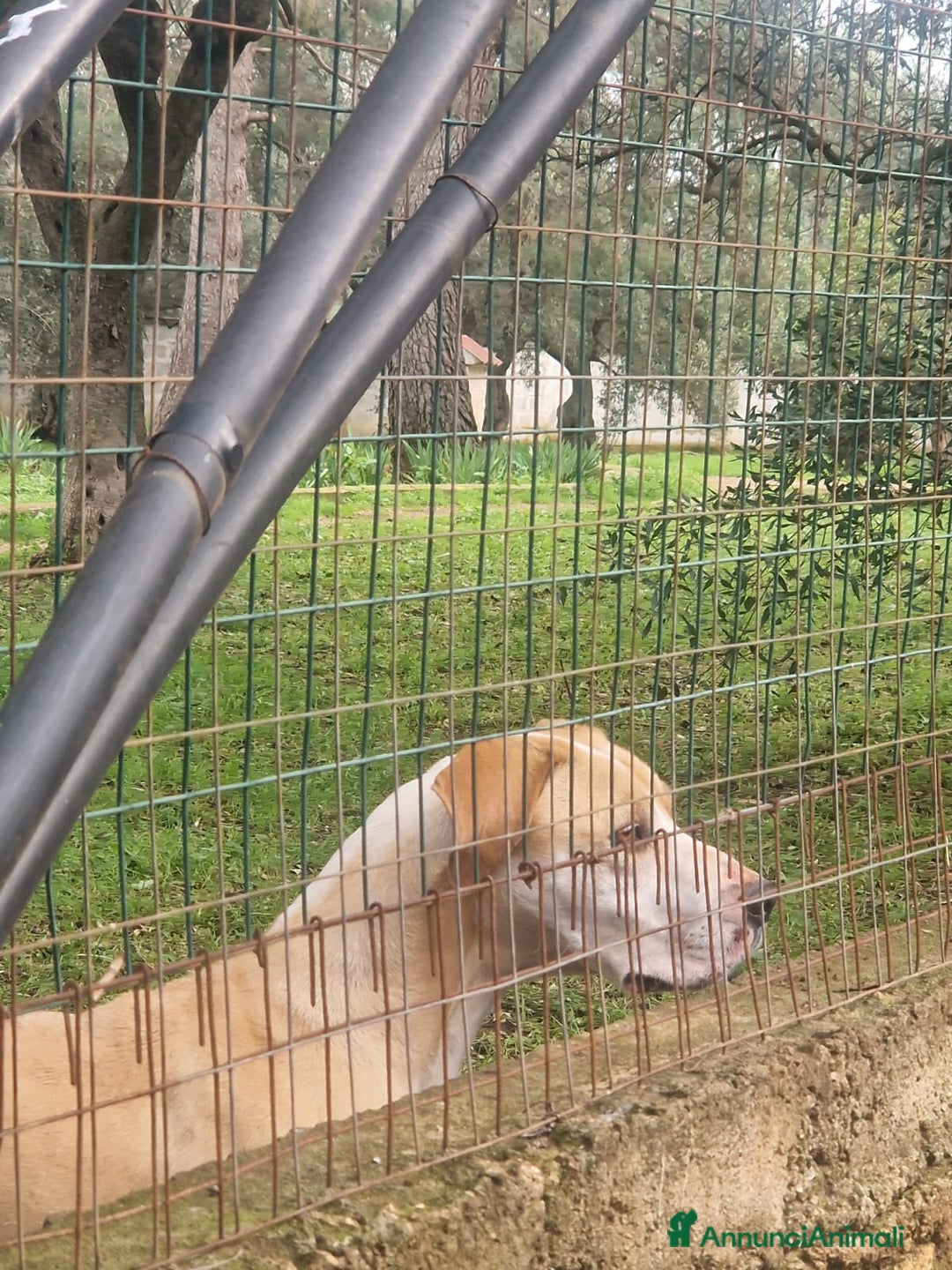 Meticcio cani in regalo: Rosy bella equilibrata dolce socievole  - Annuncio 7