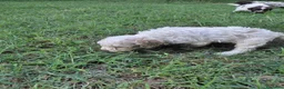 Lagotto cani in vendita: Cuccioli lagotto romagnolo - Annuncio 4