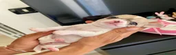 Chihuahua cani in vendita: Chihuahua cuccioli - Annuncio 8