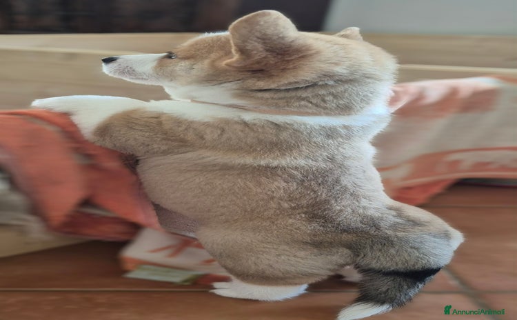 Corgi Pembroke cani - Annuncio 1
