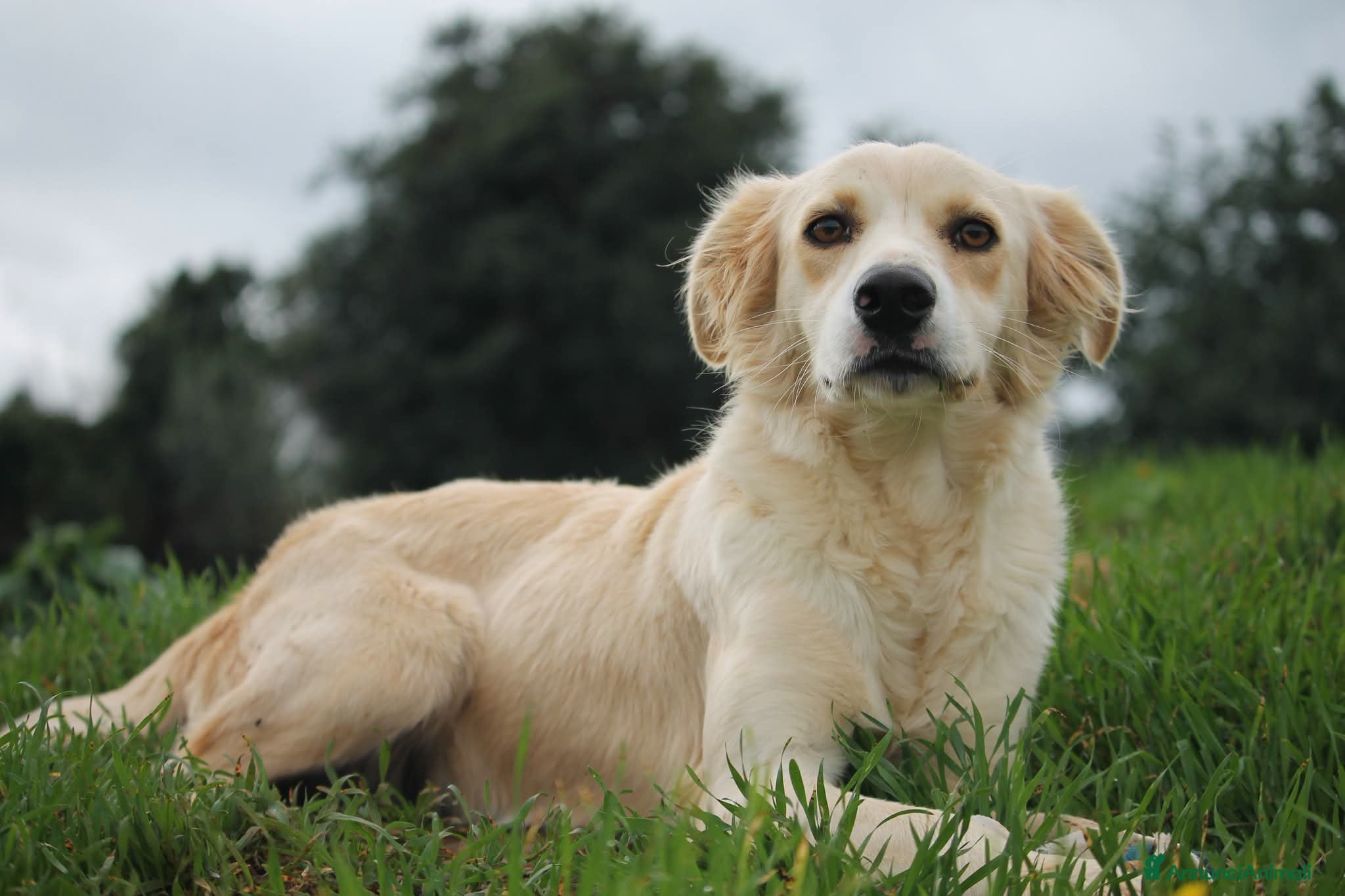 Meticcio cani in regalo: 🍃Iris la piccola esploratrice dal cuore libero - Annuncio 2