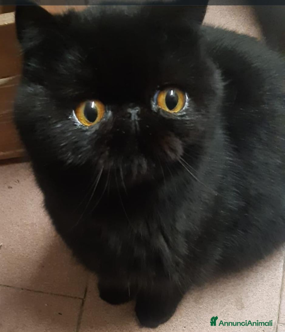 Persiano gatti 2 cuccioli persiani - Annuncio 6