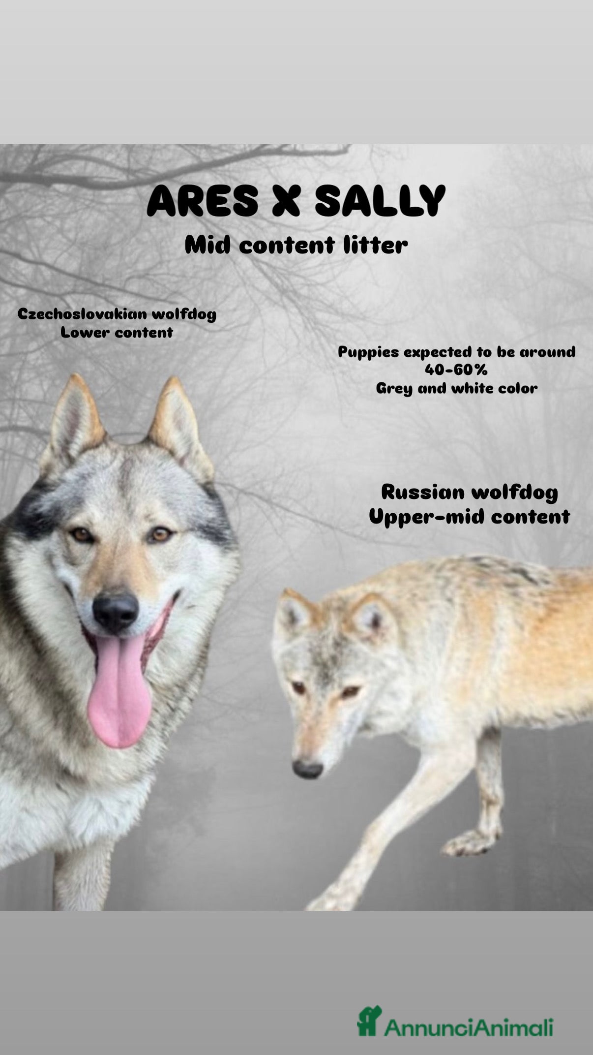 Lupo Cecoslovacco cani Cuccioli lupo cecoslovacco  - Annuncio 1