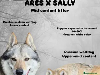 Lupo Cecoslovacco cani Cuccioli lupo cecoslovacco - Annuncio 1