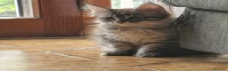 Maine Coon gatti in vendita: Meravigliosi cuccioli Maine Coon a Città metropolitana di Roma Capitale - Annuncio 5
