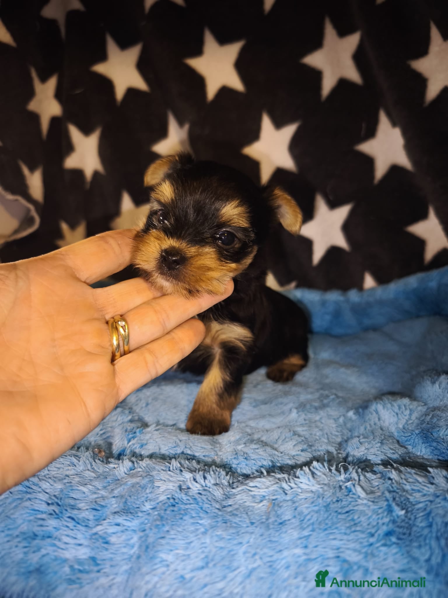 Yorkshire cani Yorkshire terrier toy - Annuncio 2