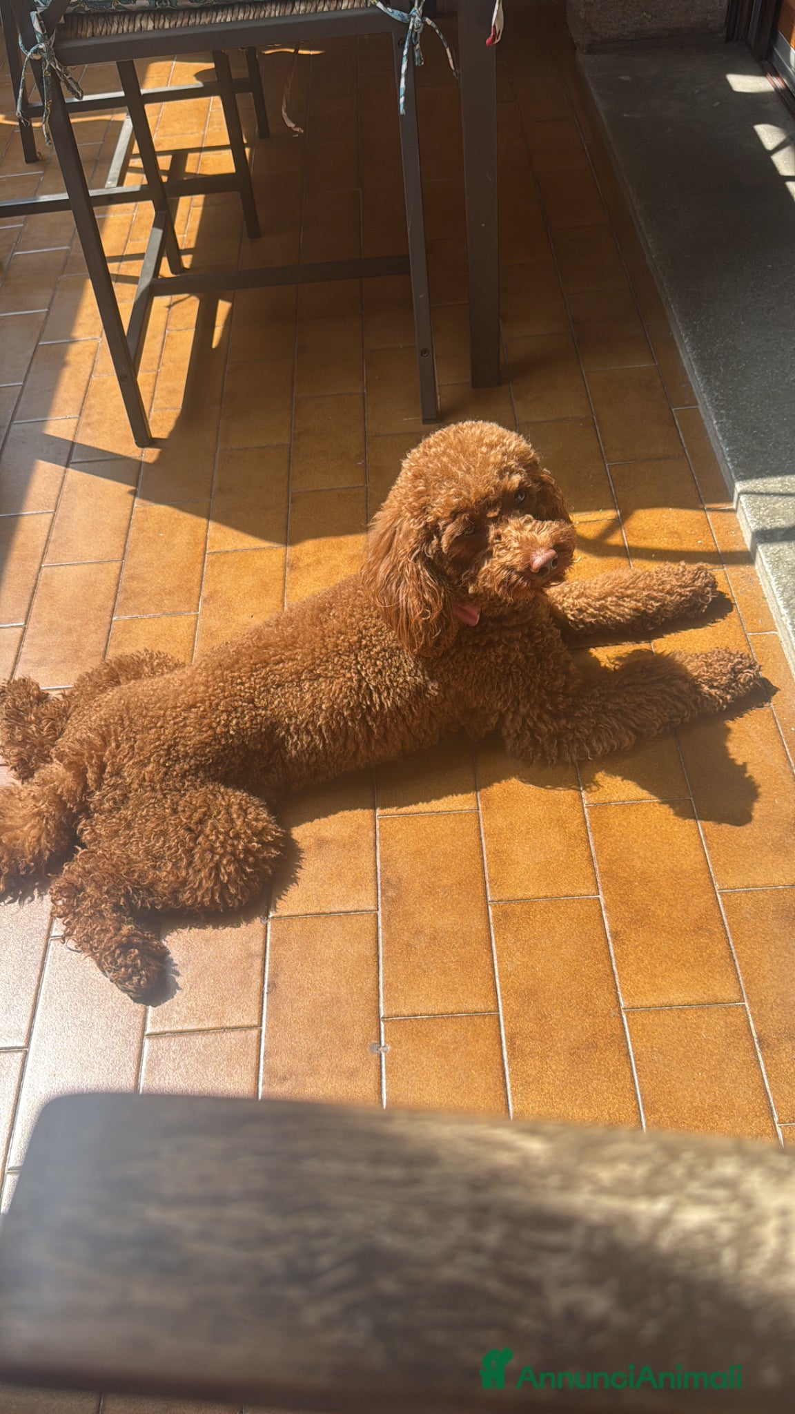 Barboncino cani Barboncina  - Annuncio 1