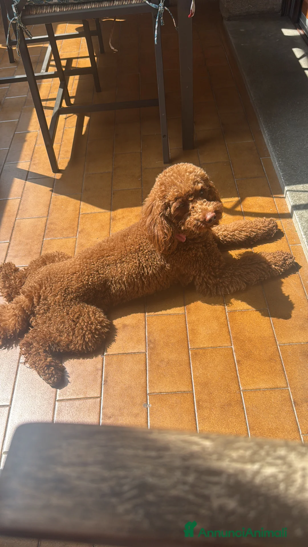 Barboncino cani in vendita: Barboncina  - Annuncio 1