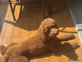 Barboncino cani Barboncina - Annuncio 1