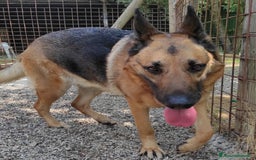 Pastore Tedesco cani in regalo: Sally, 6 anni, Pastore Tedesco - Immagine 1
