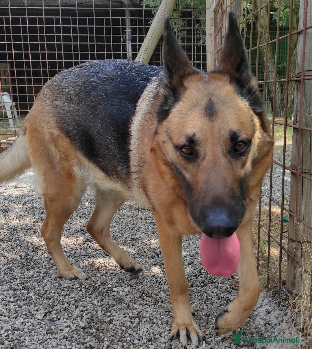 Pastore Tedesco cani in regalo: Sally, 6 anni, Pastore Tedesco - Immagine 1