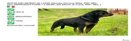 Rottweiler cani in vendita: Rotteiler cuccioli - Annuncio 5