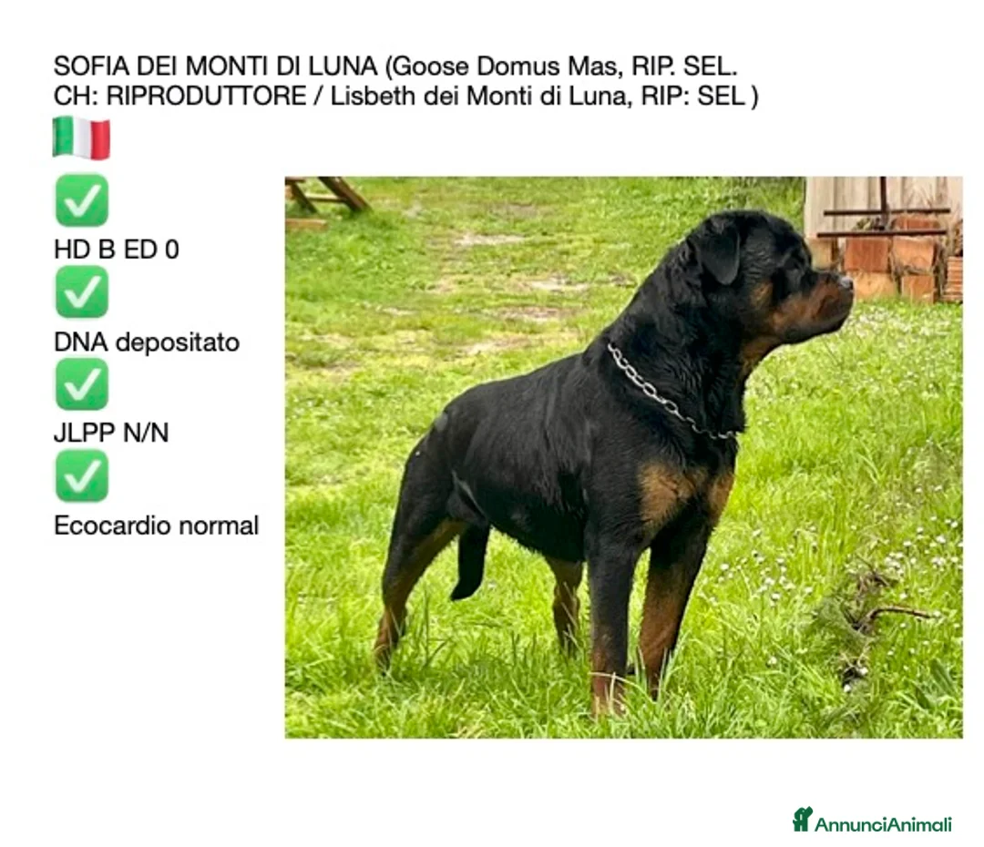 Rottweiler cani in vendita: Rotteiler cuccioli - Annuncio 5