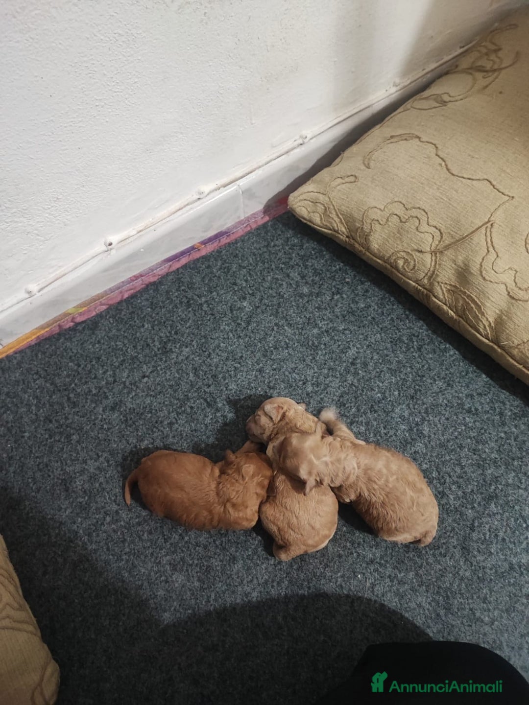 Barboncino cani in vendita: Cuccioli di barboncino - Annuncio 5